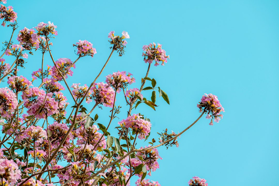 Pink trumpet tree flowers, a relative of the tree used for pau d'arco for candida