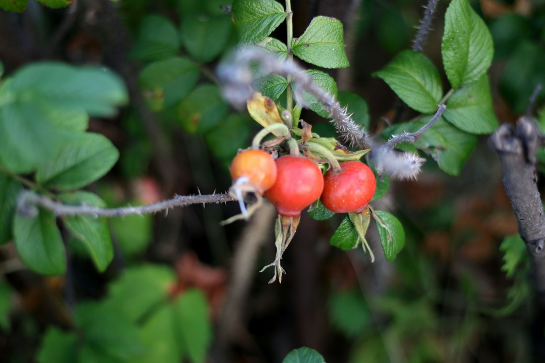 Rose hips for vitamin C ripening on a wild rose branch