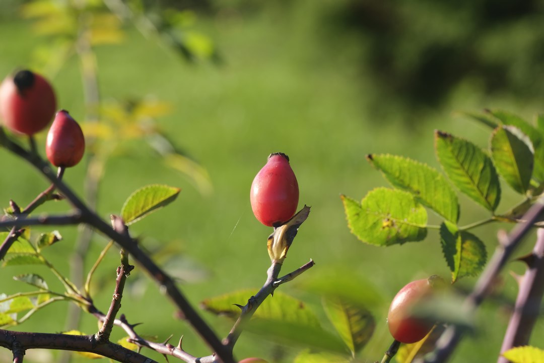 Ripe red rose hips on a thorny branch