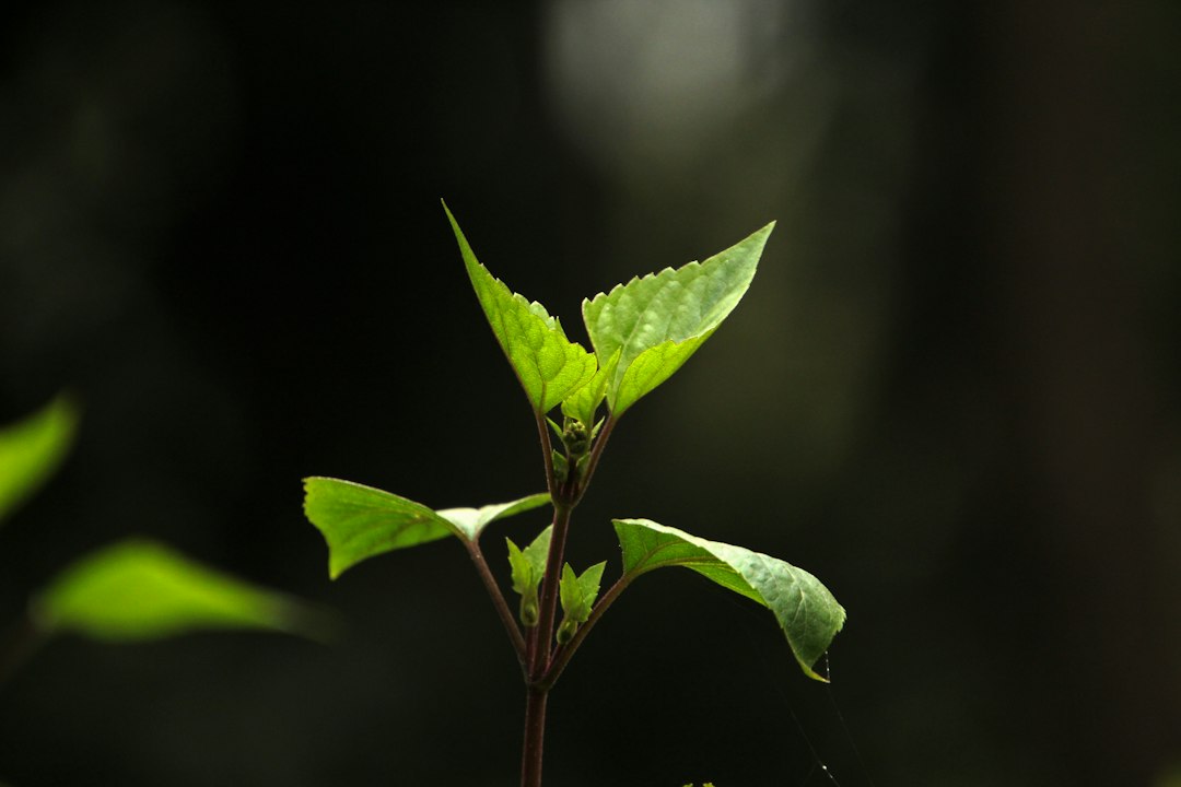 Green herb leaves, a reminder of bacopa for memory