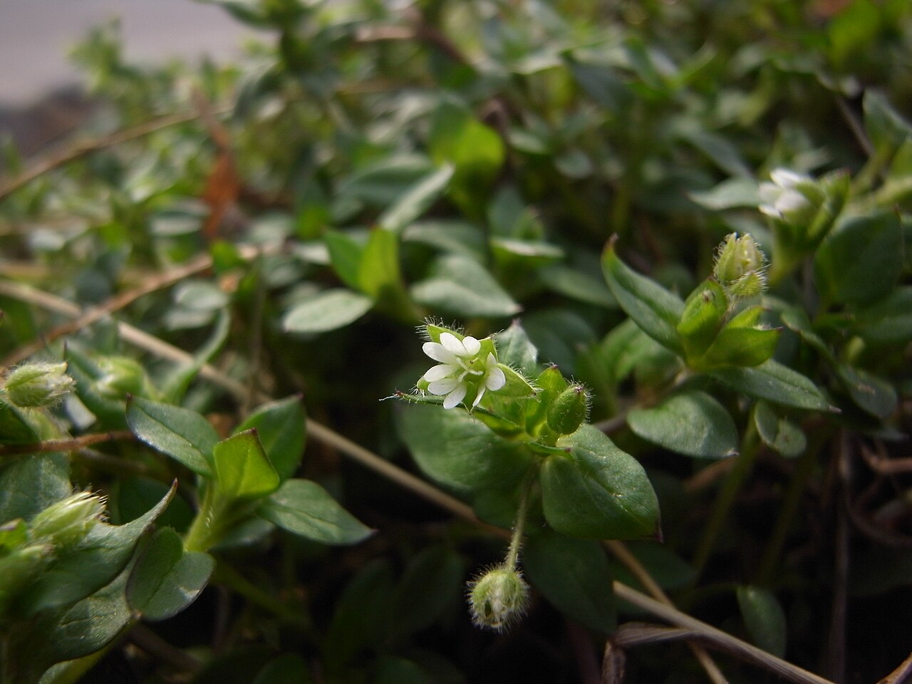 Chickweed for itchy skin, Stellaria media plant with small white flowers
