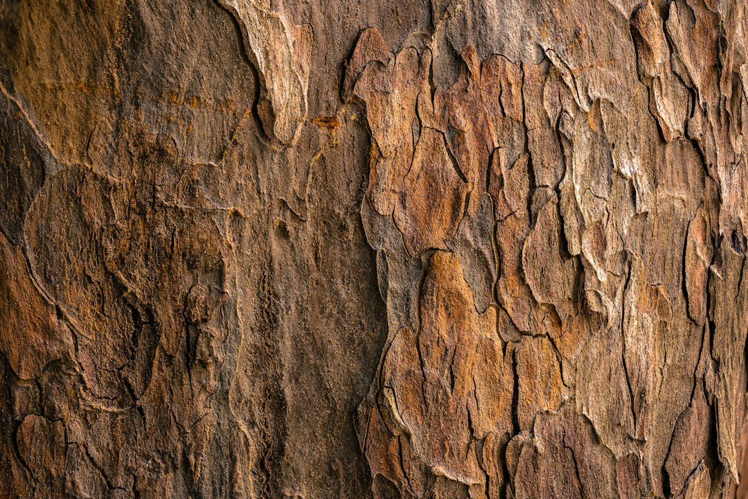 Close-up of rough tree bark texture