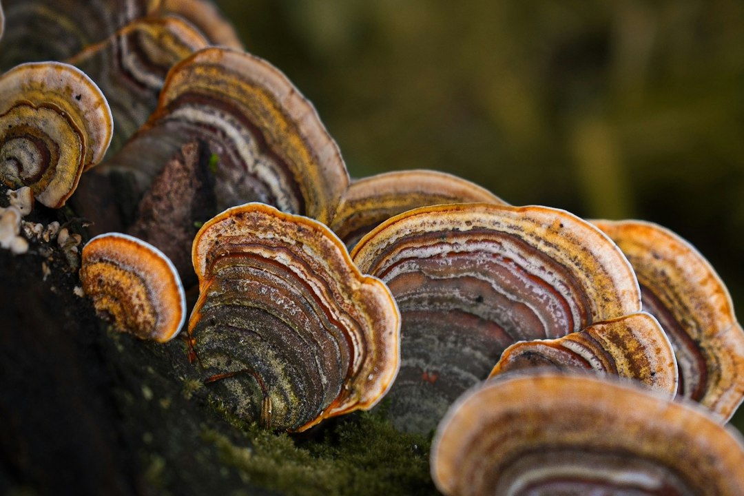 Striped turkey tail mushrooms on a mossy log, a forest fungus used for immune support