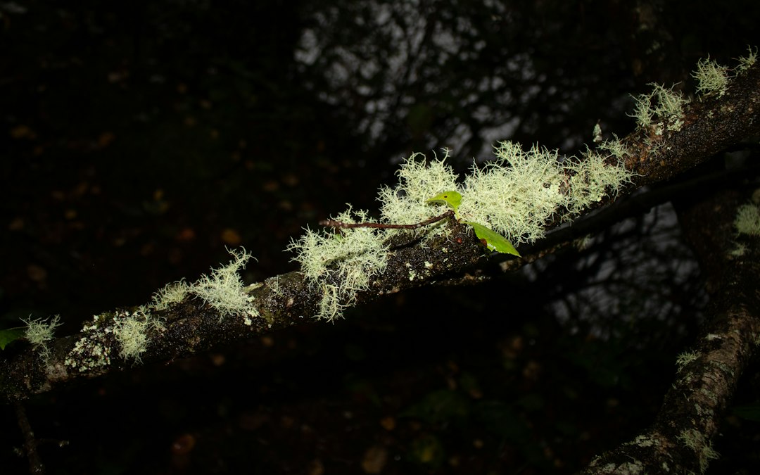 Usnea for immune support: old man's beard lichen growing on a tree branch